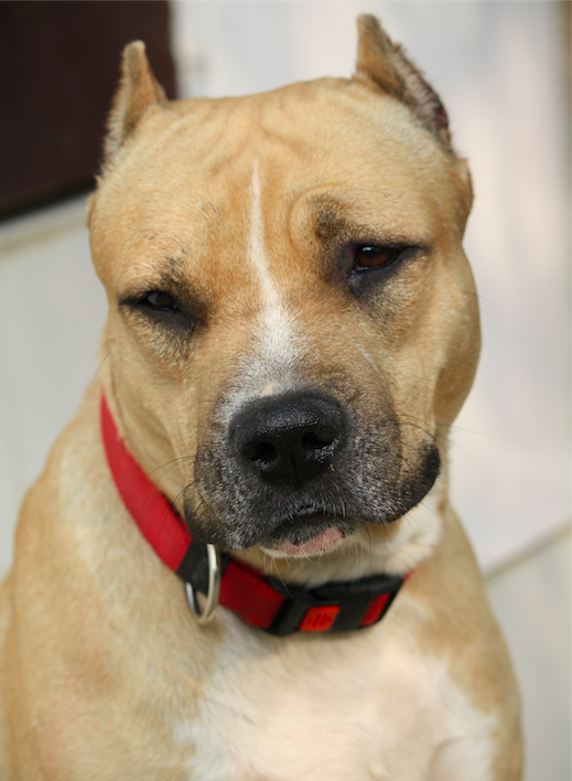 Davo, the dog who inspired AdoptVilla